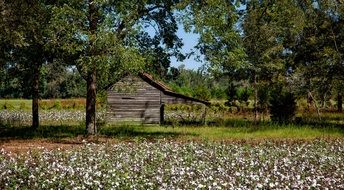 elegant Farm