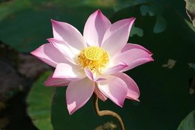 pale pink lotus in the sunlight