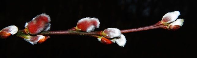 willow branch with flowers on a black background