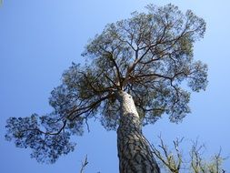 tall pine in the forest in Fontainebleau