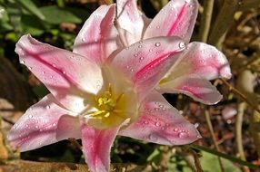 white and pink open tulip buds