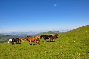 Horse on the vast mountains on a sunny day