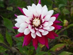 Pink and purple dahlia flower in the garden in summer