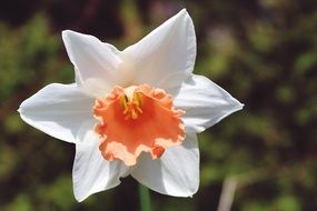 incredibly handsome Daffodil Flower