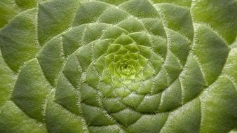 green Aeonium Tabuliforme leaf structure