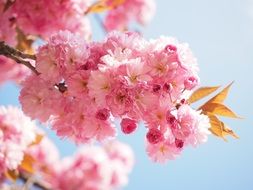 soft japanese cherry blossoms