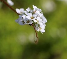 bunch of tiny White flowers at blurred green background