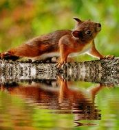 squirrel reflecting on the water