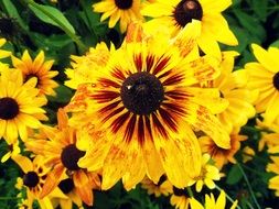 bright yellow flower nature plant close-up