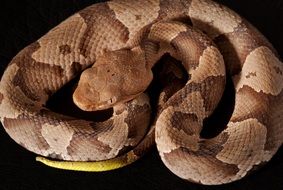 photo of a southern copper viper close-up