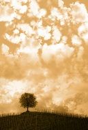 Hill Tree