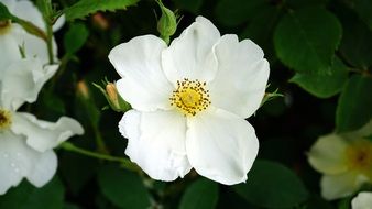 closeup picture of delicate white anemone flower