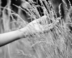 Hand touching Grass Black And White photography
