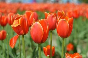 meadow with red tulips