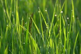 green grass in water drops close up on a blurred background