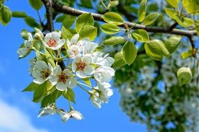 Spring blossoms on a branch