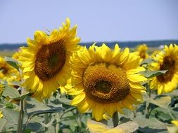 agricultural field with bright sunflower