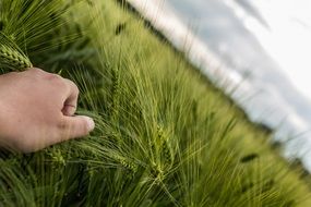 hand touches green wheat cereals