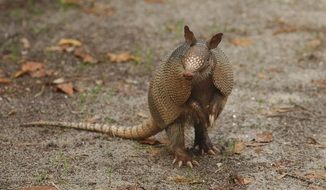 Armadillo in the wildlife