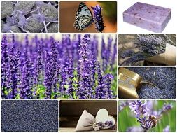 Lavender Collage