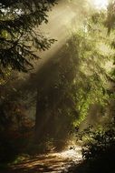 forest in a sunny haze