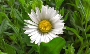 white camomile among green plants close-up