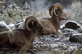 Bighorn Sheep Rams