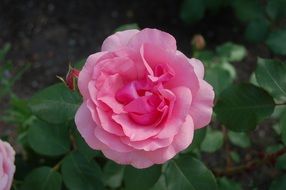 open rosebud on a bush