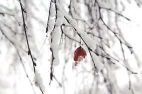 Snow on the branches