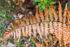 brown fern leaves