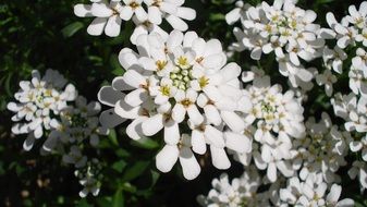 white flowers in the spring sun close up