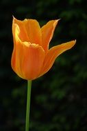 orange tulip in spring in the garden close-up on blurred background