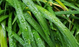 rain drops on Big Blue Lilyturf Leaves