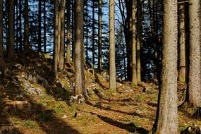 forest edge under the morning sun