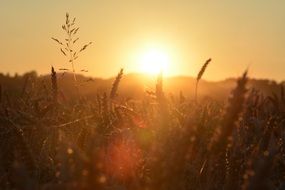 wild meadow in the morning sun