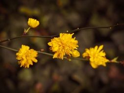 Yellow blossoms on a tree branch