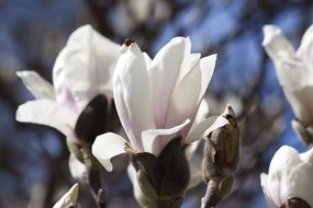 white delicate magnolia blossoms