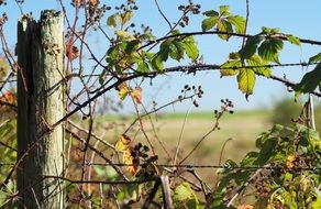 green plant on a barbed wire on a fence