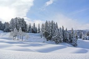 snow forest winter season landscape