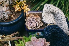 fleshy plants in pots close up