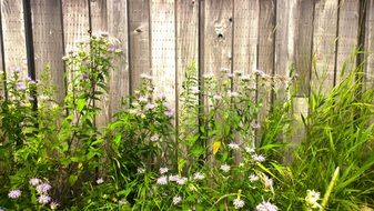 Beautiful green meadow with purple flowers along the wooden fence