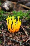Calocera Viscosa flower