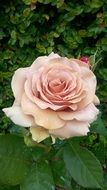 incredibly handsome Antique Pink rose