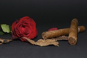 cutted Red Rose and Cigar