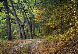 autumn foliage on a forest path