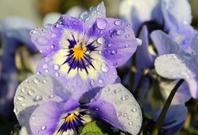 pansies in raindrops