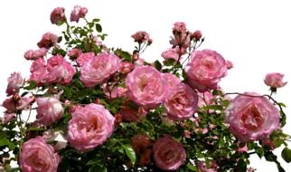 Bush of Pink Roses on white background