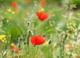 closeup picture of flowering red poppy on a green meadow