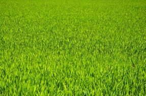 green cereal field, background