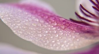 close-up flower petal in drops